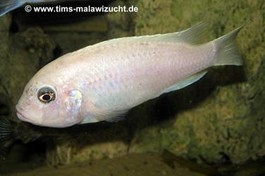 Pseudotropheus callainos white pearl